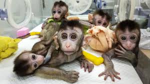 China S Crispr Push In Animals Promises Better Meat Novel Therapies And Pig Organs For People Science Aaas