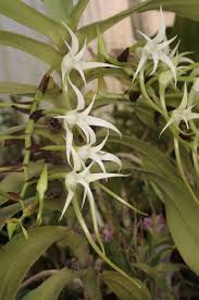 Image result for Cyrtorchis arcuata