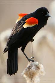 Black Bird With Red Spot On Shoulder Shoulder Pads 4682 By Sooper Deviant On Deviantart Birds Black Bird Birds Flying
