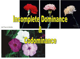 Check spelling or type a new query. Ppt Incomplete Dominance Codominance Powerpoint Presentation Free Download Id 6543868