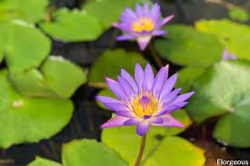 Most popular types of lilies. Water Lilies Flower Types Colors And Pictures Florgeous