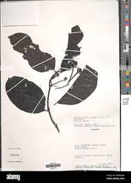 Image result for Morinda lucida