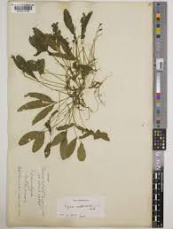 Image result for Vigna reticulata