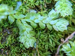Image result for Selaginella chevalieri
