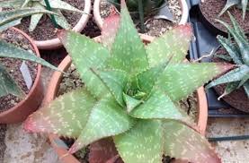 Image result for Aloe zebrina
