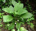 Image result for Crabbea cirsioides