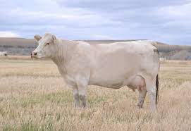 Why Charolais Is The Best Cattle Breed For Calving