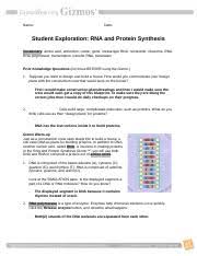 Student exploration for gizmo answer key : Josh Harmon Rnaproteinsynthesis Pdf Name Josh Harmon Date Student Exploration Rna And Protein Synthesis Vocabulary Amino Acid Anticodon Codon Gene Course Hero