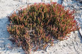 Image result for Salicornia perrieri