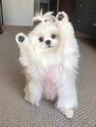 Will maltese hair grow back if i shave it? Cici And Coco The Maltese Dog Official Merchandise Store Tagged Canvas Tote Bag Fanfiber Com
