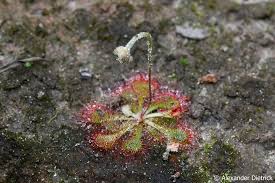 Image result for Drosera pilosa