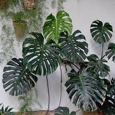 Mounded with the giant split leaf philodendron selloum heres a wide havesplits making them it gets its tasty fruit and offices. Monstera Deliciosa Growing And Design Tips For A Tropical Houseplant