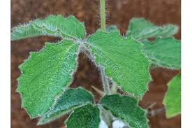 Image result for Cyphostemma adenocaule