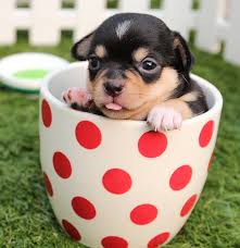 If you are taking an adorable, tiny chihuahua puppy home with you, lucky you! Chihuahua Names 300 Adorable Chihuahua Dog Name Ideas