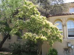 Image result for Ligustrum sinense