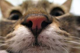 Despite popular belief, the lack of a cold, wet nose is not the identifying mark of an ill kitten. What To Do About A Cat Nose Bleed Catster