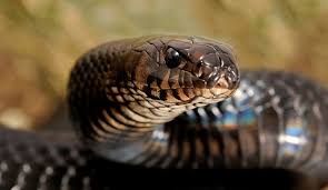 Image result for Indigofera thomsonii