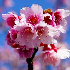 Be sure to pick up daily quests for bonus contributions while farming cherry blossom seeds. Cherry Blossom Tree Seeds Pink Sakura Seeds 10pcs Pack Greenseedgarden