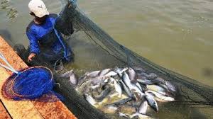 Kini, beliau mempunyai lebih daripada 30 buah kolam jenis simen, 13 kolam jenis tanah dan beberapa sangkar ikan di tali air. Kolam Bekas Tambang Di Samarinda Capai 83 Bisa Jadi Potensi Budidaya Ikan Di Keramba Tribun Kaltim