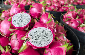 Its fruit is oval to ovate in shape and 10 to 15 cm long and forms 30. Dragon Fruit Has A Bright Future In The Global Market Can Bangladesh Grab A Slice Dhaka Tribune