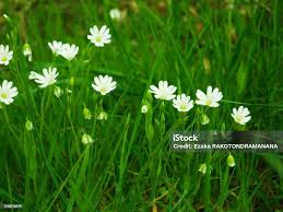 Image result for Caryophyllaceae