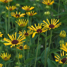 Image result for Eriosema verdickii