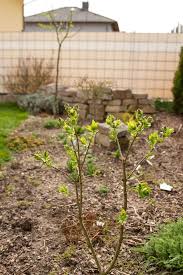 Umgraben Mit Bildern Garten Umgraben Garten
