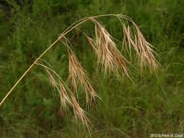 Image result for Bromus