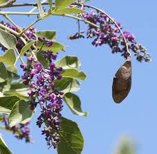 Image result for Philenoptera