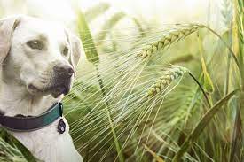 Dangers Of Grass Seeds For Dogs Australian Dog Lover