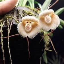 White Monkey Face Orchid Seed ...