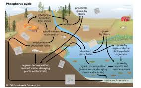 It forms a significant part of the structural framework of dna and rna. Phosphorus Cycle By Allie O On Prezi Next