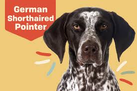 As they mature, the white coat will fill in with various shades of liver or liver roan ticking. German Shorthaired Pointer Gsp Dog Breed Information Characteristics Daily Paws
