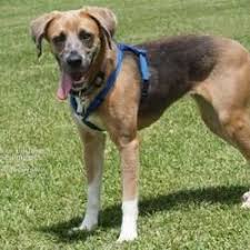 Black And Tan Coonhound Rescue Texas Santa Fe Tx 38010895 Ava Is A Young Spayed Female Beagle Mix For Adoption To A Loving Home Calm Dog Breeds Pets Dog Friends