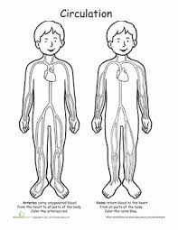 Image result for Cardiovascular Worksheets