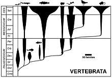 vertebrate wikipedia