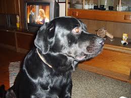 A labrador rottweiler mix aka a labrottie. Rottweiler Labrador Mix Rottweiler