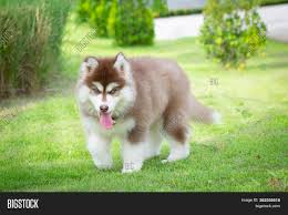Puppyfinder.com is your source for finding an ideal siberian husky puppy for sale near columbus, ohio, usa area. Cute Siberian Husky Image Photo Free Trial Bigstock