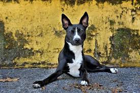 Basenji Hypoallergenic Smallish No Barking Short Hair Playful May Have Found A New Dream Dog Basenji Dogs Dog Images Dog Photography