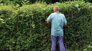 Doch wann und wie werden sie richtig geschnitten? Rotbuchenhecke Schneiden So Geht S Chip