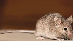 Cara halau tikus yang berkesan mp3 & mp4. Cara Mengusir Tikus Di Rumah Paling Mudah Dan Aman Ecoforpest Exterminator