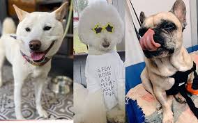 Entra y resuelve tus dudas o. Guao Hoy Es El Dia Mundial Del Perro El Sol De Mexico Noticias Deportes Gossip Columnas