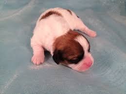 Teddybear breeder in iowa, zuchon breeder in iowa, teddybears, teddybear puppies, teddy bear pups for sale, teddy bear puppies for sale, shihpoo breeder in iowa, shihpoo puppies for sale, maltipoo puppies for sale, malshi puppies for sale, malshi breeder, maltipoo breeder, malti poo breeder, malti poo puppies for sale, shichon puppies for sale, shih poo breeds, maltipoo breeds, malshi. Iowa Puppies For Sale Iowa Breeders 2012