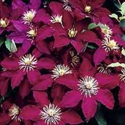 Maybe you would like to learn more about one of these? Clematis Niobe Care Plant Varieties Pruning Advice