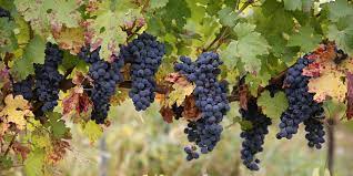 Maybe you would like to learn more about one of these? Soiuri De Struguri Pentru Vinuri Bune Sfatul Gradinavesela Ro
