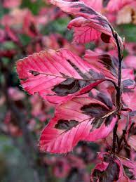 There are 1 tri color beech trees for sale on etsy, and they cost $8.29 on average. Tricolor Beech Garden Housecalls