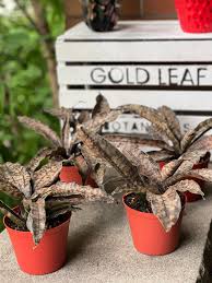 Image result for Canscora kirkii