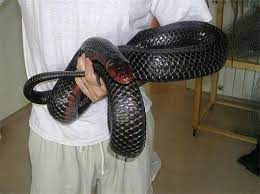 Big Eastern Indigo Snake Pet Snake Reptile Snakes Pretty Snakes