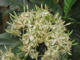 Image result for Tarenna junodii