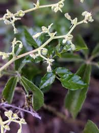 Image result for Cissus humbertii